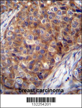 COX7A2L Antibody