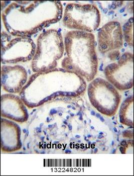 COX6B1 Antibody
