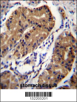 DCC Antibody