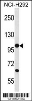 PCDHB12 Antibody