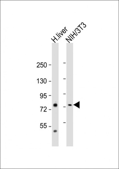 PCCA Antibody