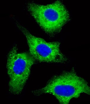 DVL1 Antibody