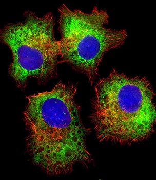 DVL1 Antibody