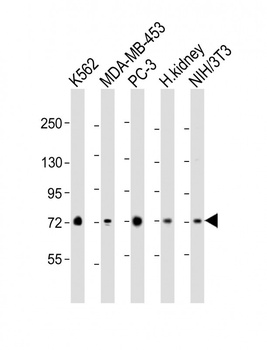 DVL1 Antibody