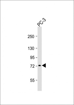 DVL1 Antibody