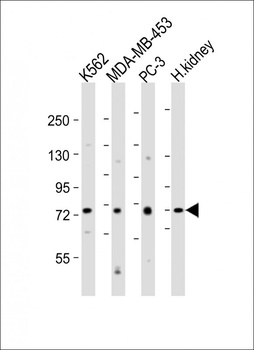 DVL1 Antibody