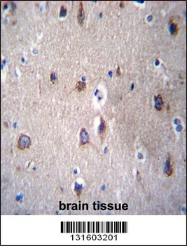 PCDHB14 Antibody