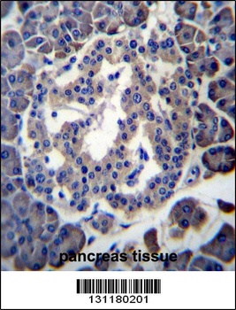 MBOAT4 Antibody