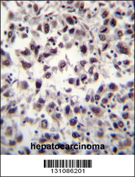 SFRS7 Antibody