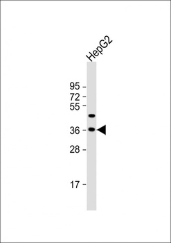 FSTL3 Antibody