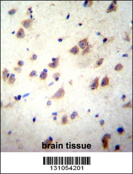 GRIN3B Antibody