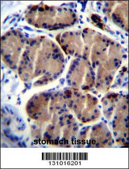 LIPC Antibody