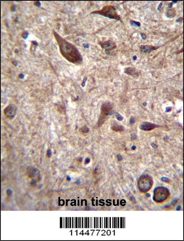PTN Antibody