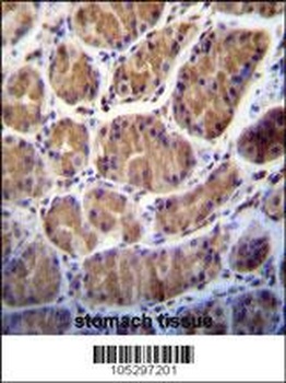 PRSS7 Antibody
