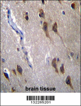 GPR45 Antibody