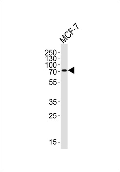 KLC2 Antibody