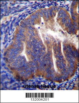 KLC2 Antibody