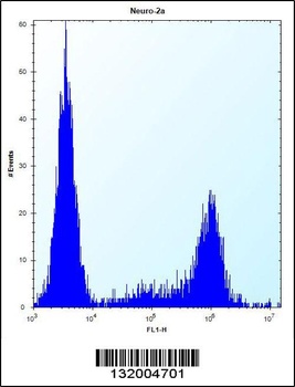 KLC2 Antibody