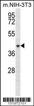 NUDT9 Antibody