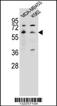 HTR3A Antibody