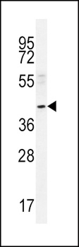 NEU2 Antibody