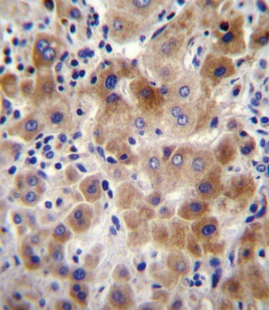 NEU2 Antibody