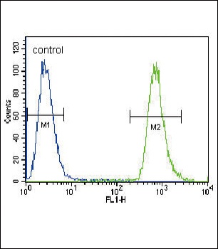 NEU2 Antibody