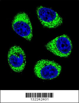 SLC25A6 Antibody