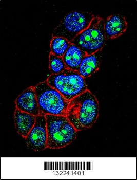 PYGO1 Antibody