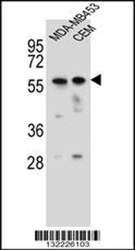 FOXD4 Antibody