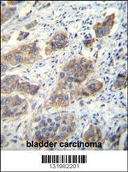 CDH24 Antibody