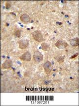 PCDHAC2 Antibody