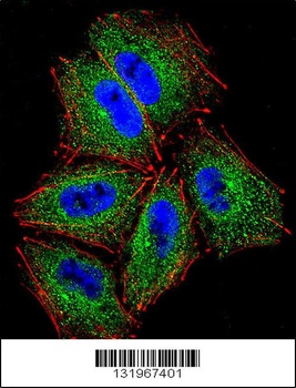 PCDHAC2 Antibody