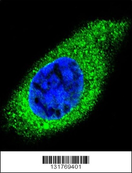 COL21A1 Antibody