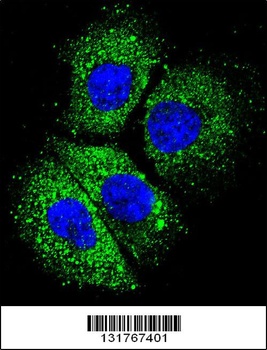 CYBA Antibody