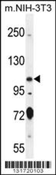 SPECC1L Antibody