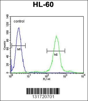 SPECC1 Antibody