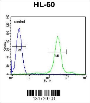 SPECC1L Antibody