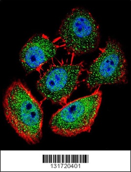 SPECC1L Antibody