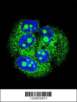 MBD3L3 Antibody