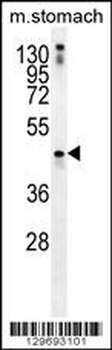 TRIM69 Antibody
