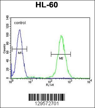 RINL Antibody