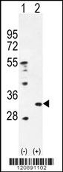 PRDX4 Antibody
