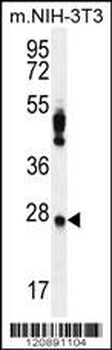 PRDX4 Antibody