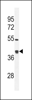 GLRX3 Antibody
