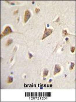 ZMYND10 Antibody