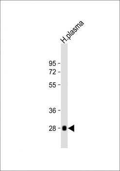 CFD Antibody