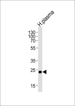 CFD Antibody