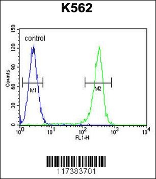 WRN Antibody