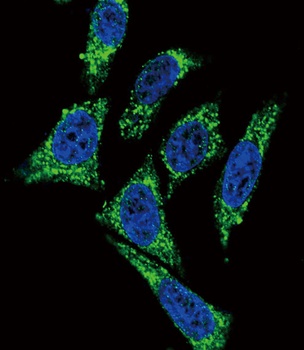 MDK Antibody